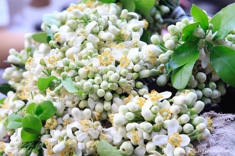 cach lam tinh dau hoa buoi nguyen chat