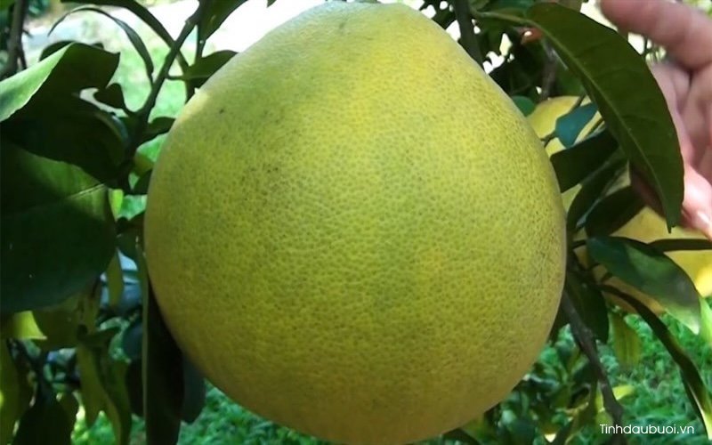 cach nau nuoc vo buoi de uong