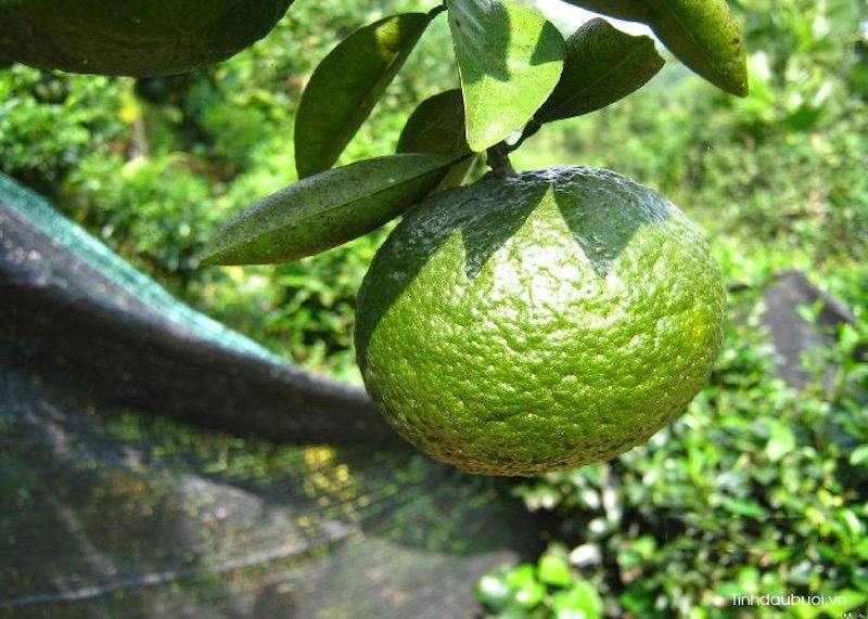 meo chon mua buoi cam quyt ngon