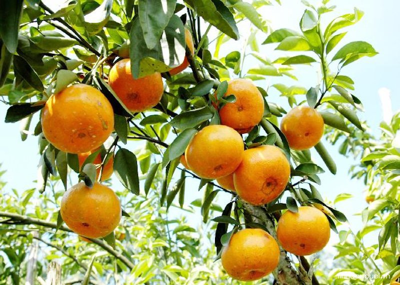 meo chon mua buoi cam quyt ngon