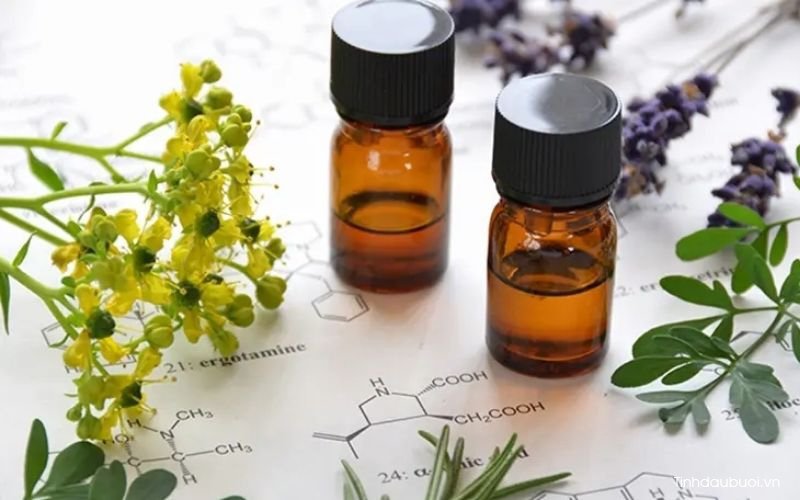 bao quan tinh tau buoi