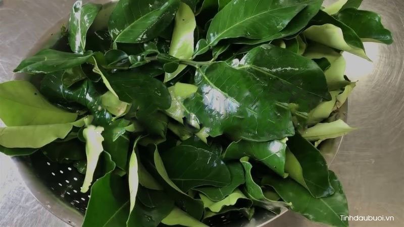 Cách triệt lông bằng lá bưởi cach triet long bang la buoi