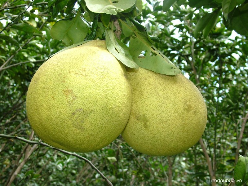 Giong buoi nao cho nang suat cao
