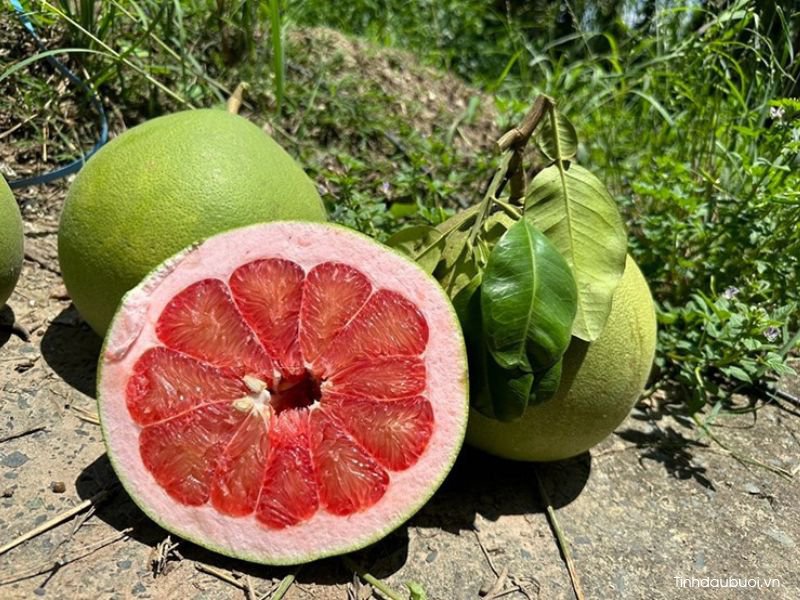 Cây bưởi thuộc họ gì cay buoi thuoc ho gi