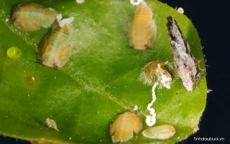 sâu bệnh hại cây bưởi sau benh hai cay buoi