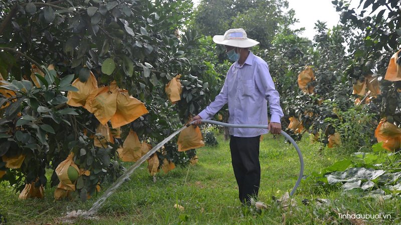 Ảnh hưởng của khí hậu đến cây bưởi anh huong cua khi hau den cay buoi