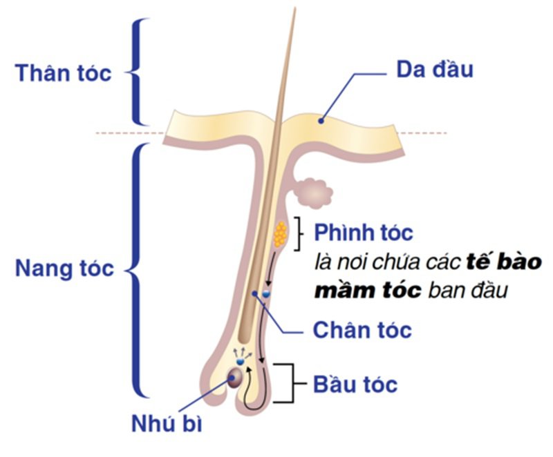 te bao mam toc
