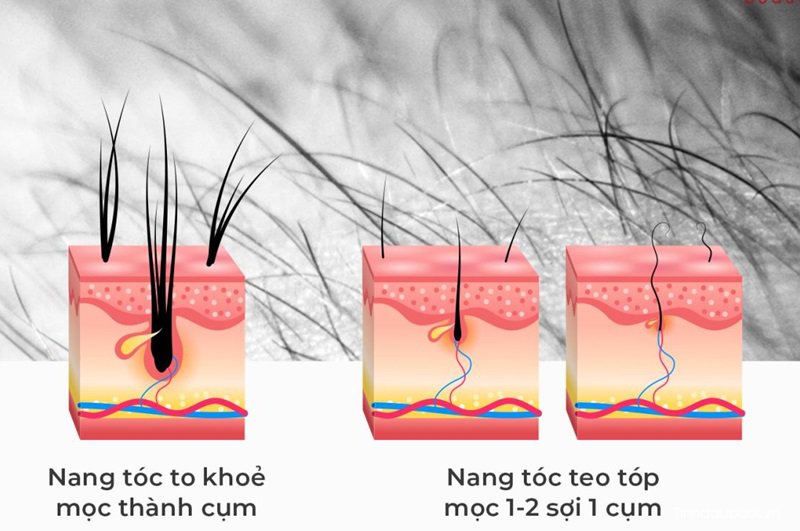 tinh dau buoi nuoi duong nang toc khoe manh