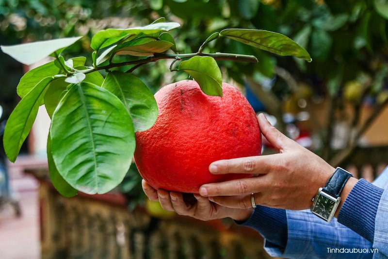 ky thuat trong buoi do tien vua