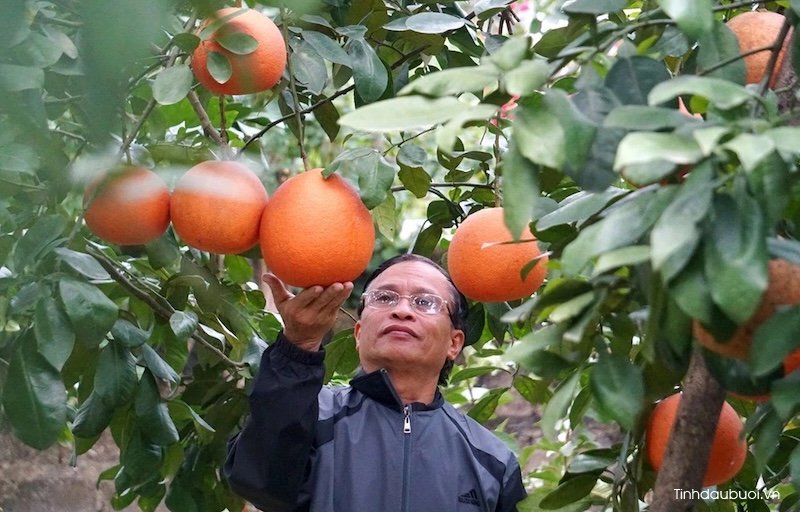 ky thuat trong buoi do tien vua