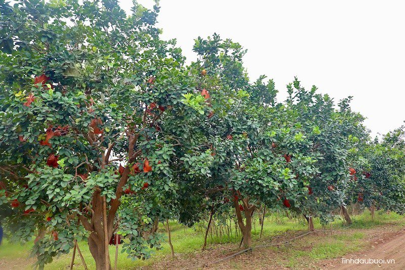 ky thuat trong buoi do tien vua