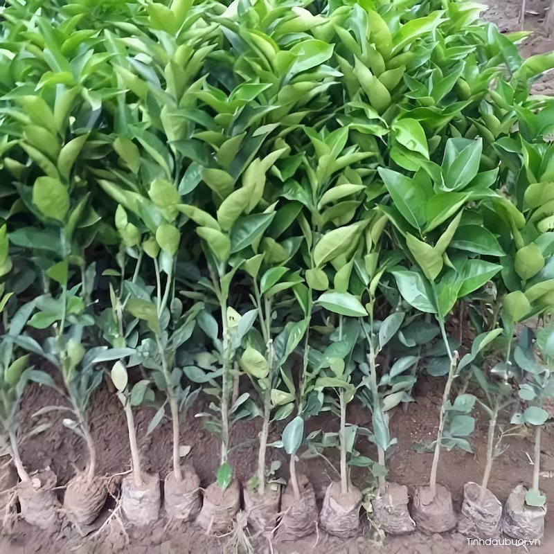 ky thuat trong buoi do tien vua