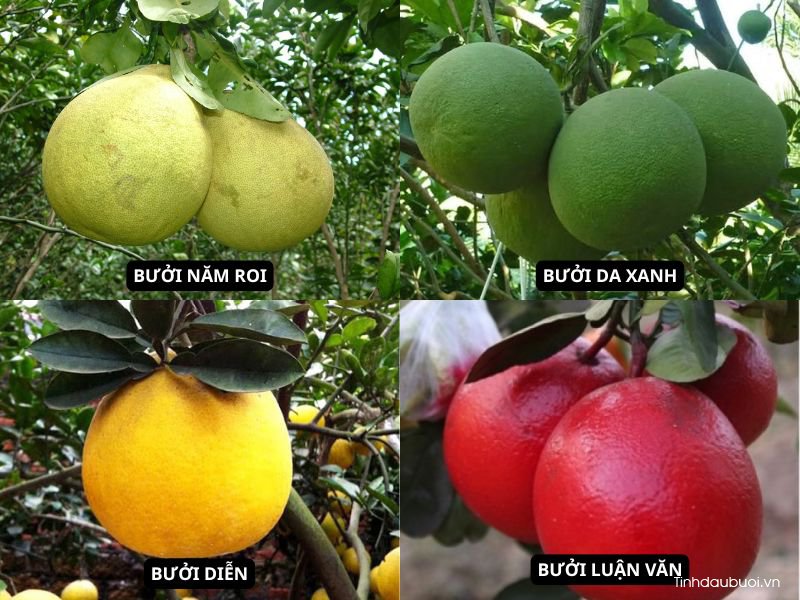 cach chon giong buoi trong