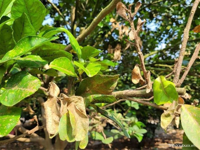 cach phuc hoi cay buoi bi suy 