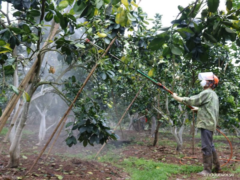 cach phuc hoi cay buoi bi suy 