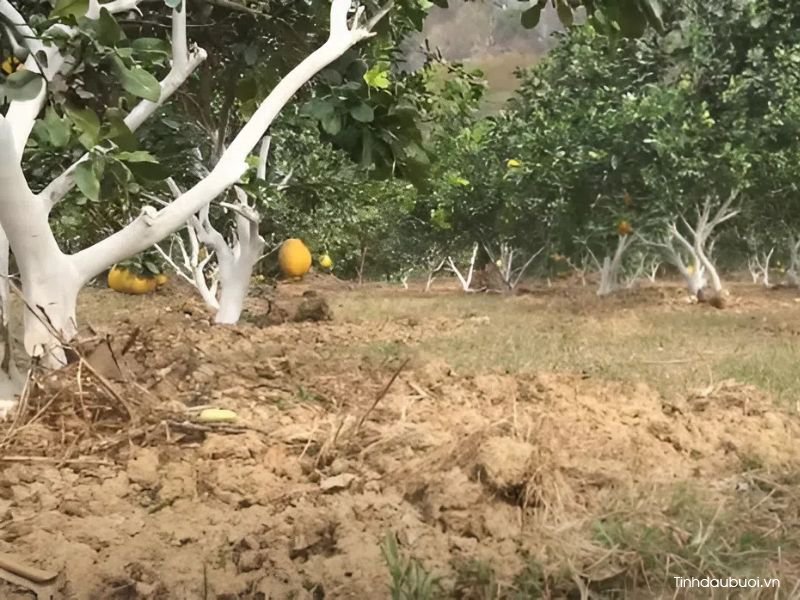 cach phuc hoi cay buoi bi suy 