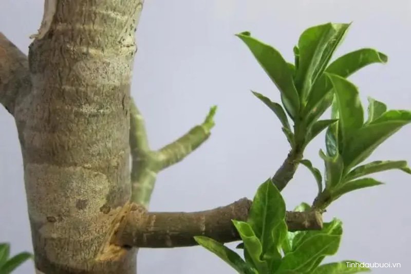 cach chon giong buoi trong