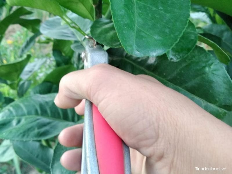 cat tia cay buoi dung ky thuat