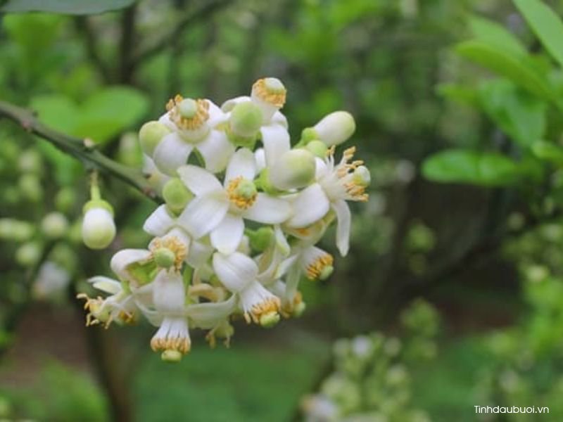 cay buoi trong bao nhieu nam cho thu hoach