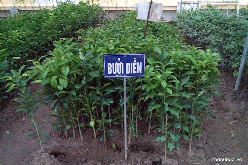 lam sao de buoi sai qua