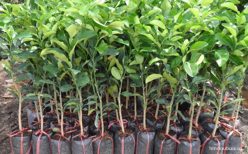 cay giong buoi nam roi