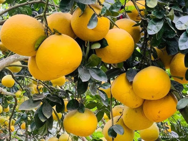 giong buoi de cham soc