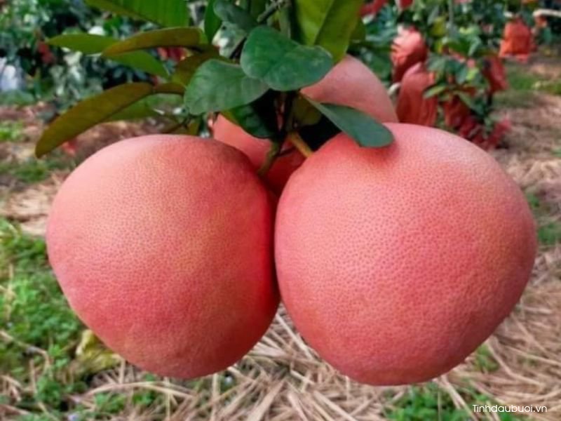 giong buoi de cham soc