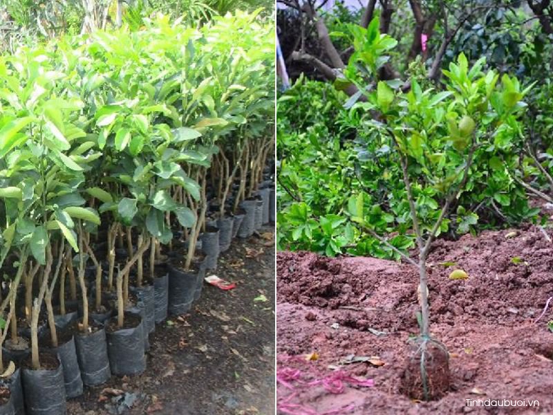 giong buoi de cham soc