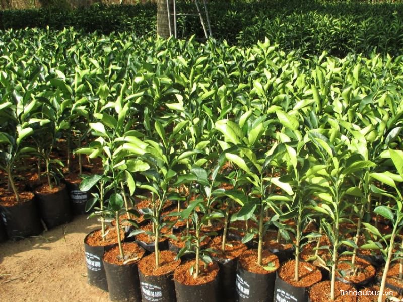 giong buoi de cham soc