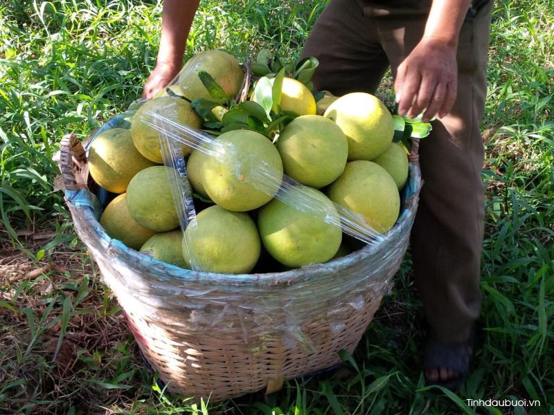 giống bưởi năm roi giong buoi nam roi