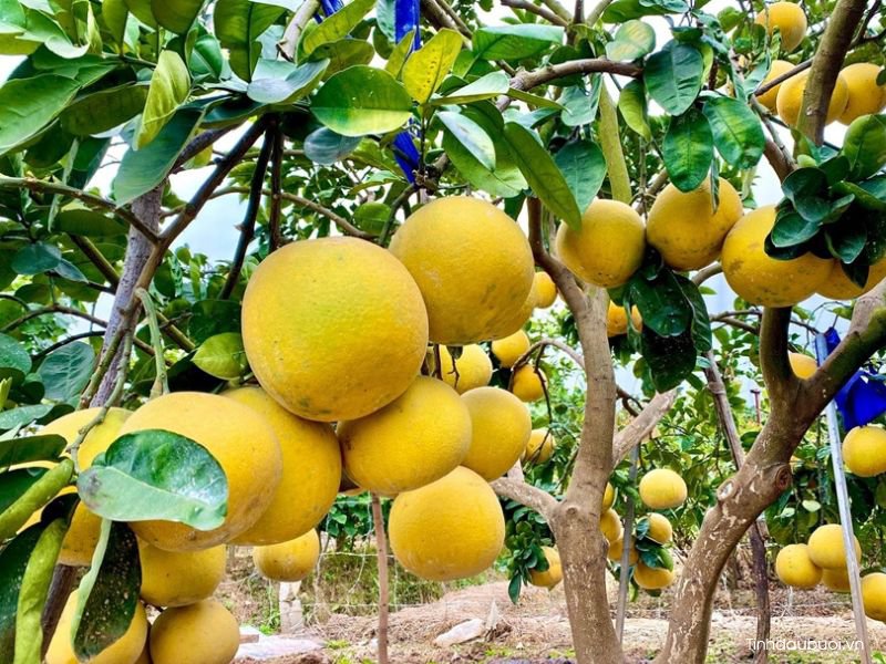 kinh nghiem trong buoi dien