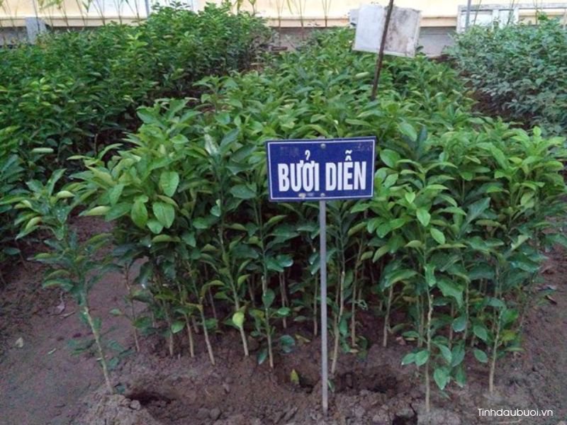 kinh nghiem trong buoi dien