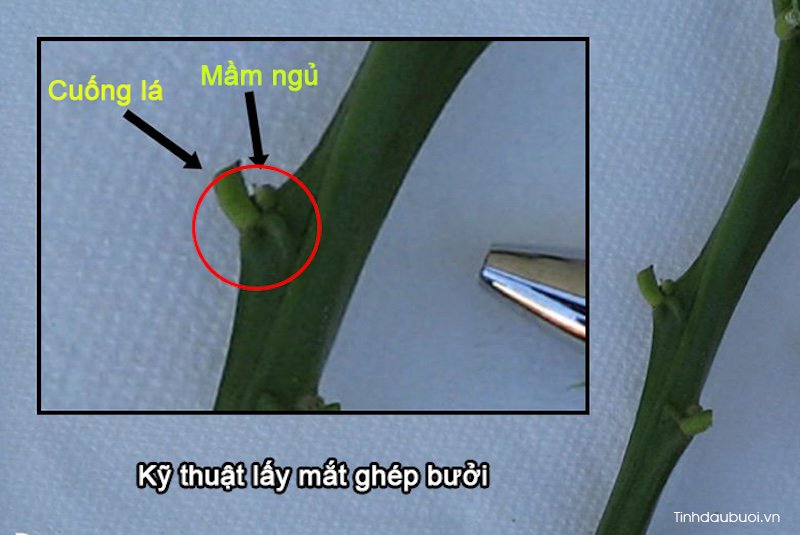 ky thuat ghep mat buoi