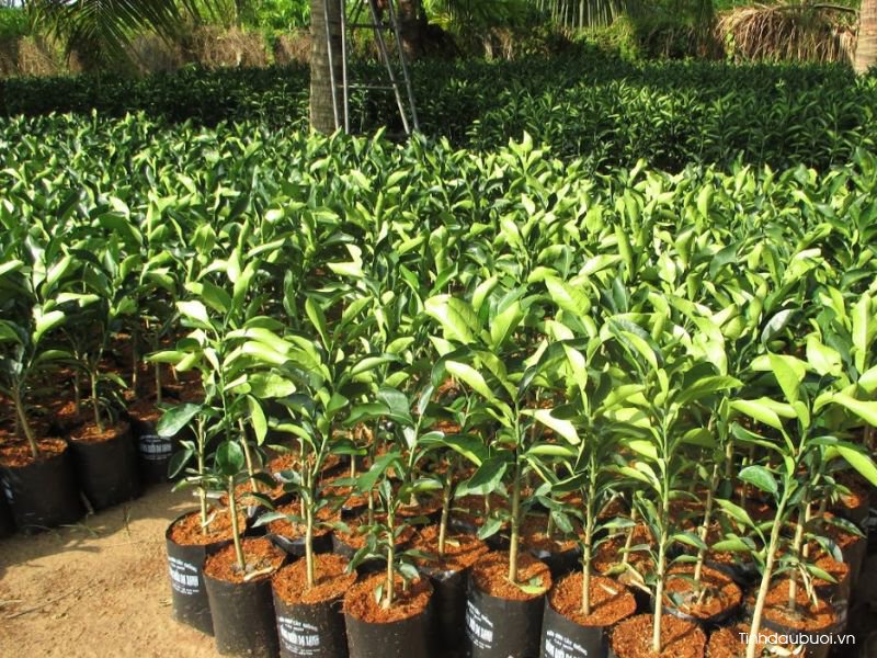 ky thuat trong buoi hieu qua