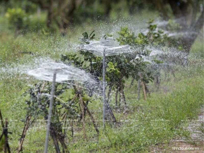 ky thuat trong buoi hieu qua