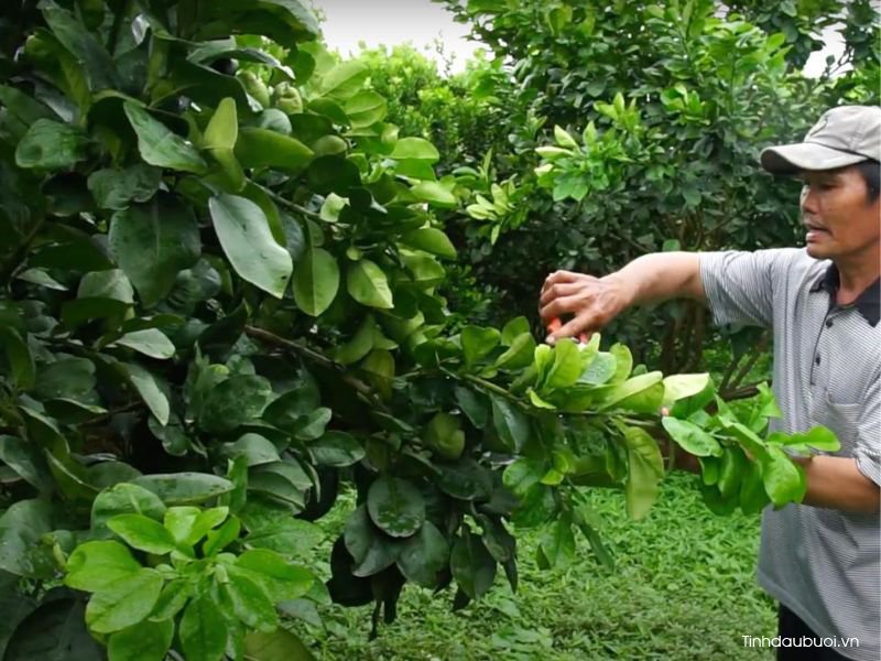 ky thuat trong buoi hieu qua