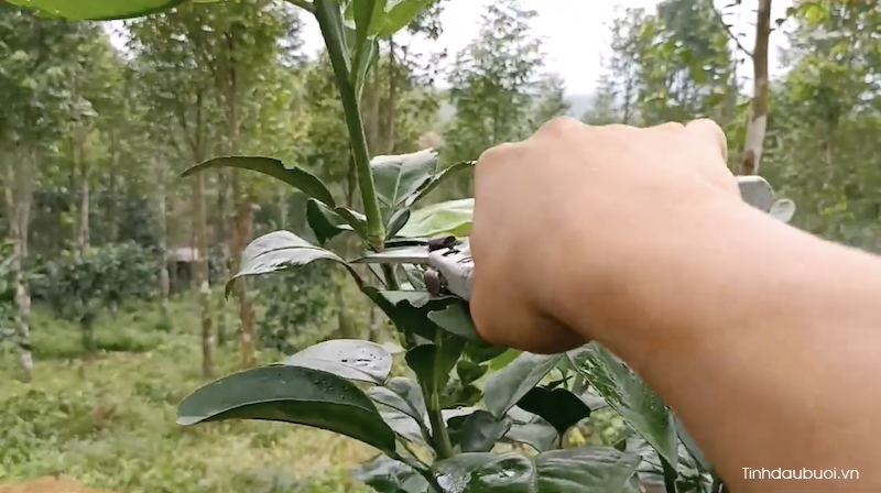 ky thuat trong buoi phuc trach