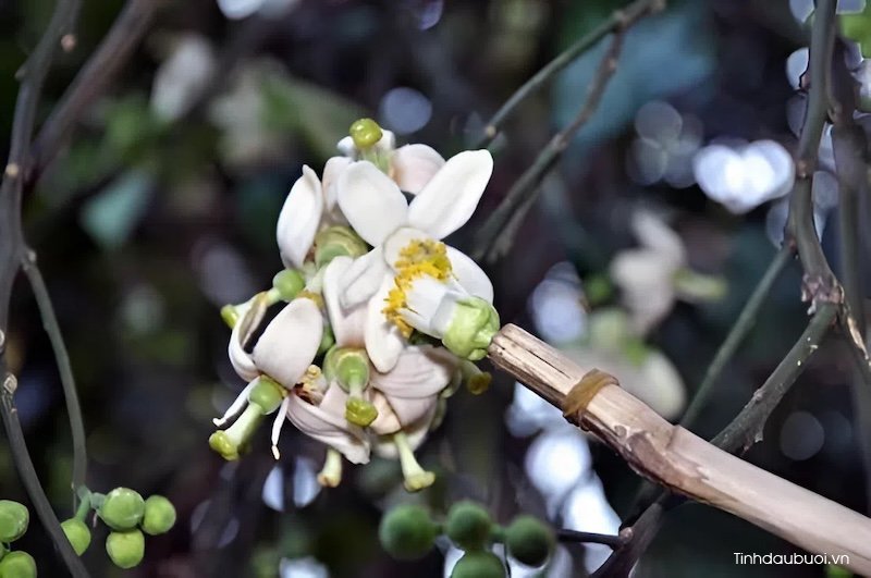 ky thuat trong buoi phuc trach