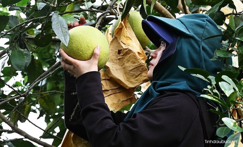 ky thuat trong buoi phuc trach