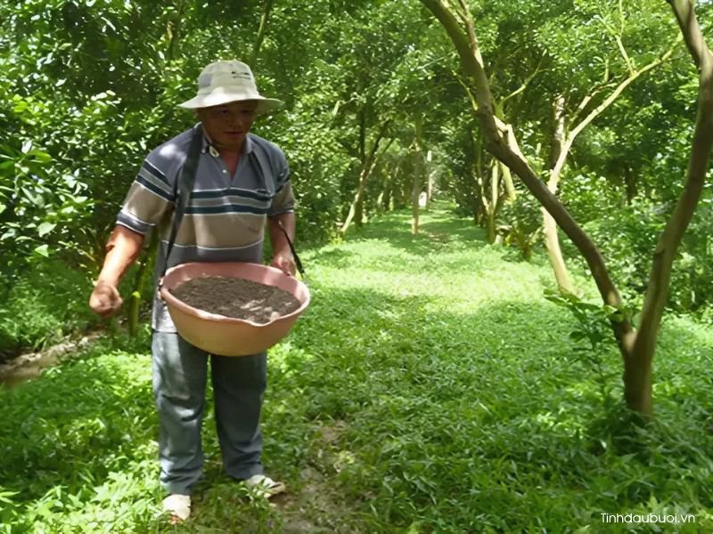cach bon phan cho buoi da xanh