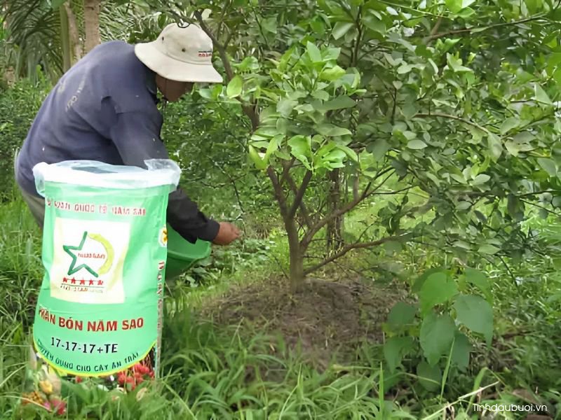 cach bon phan cho buoi da xanh