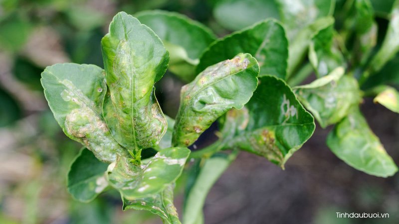 phong benh cho cay buoi