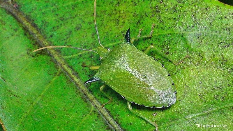 phong benh cho cay buoi