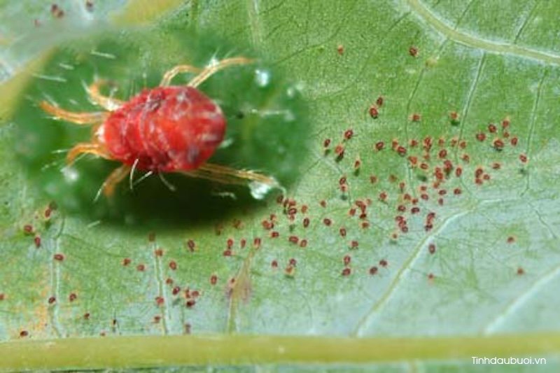 phong benh cho cay buoi