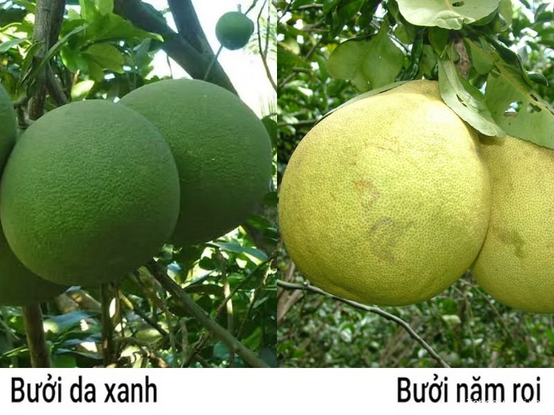 so sanh giong buoi da xanh va nam roi