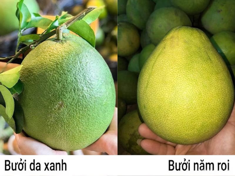 so sanh giong buoi da xanh va nam roi