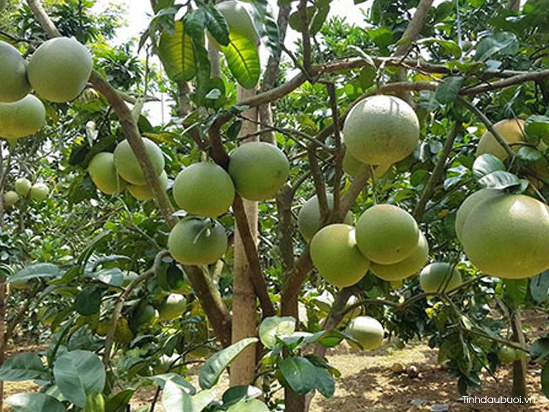 thoi vu trong buoi thich hop