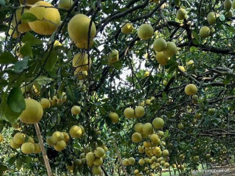 thoi vu trong buoi thich hop