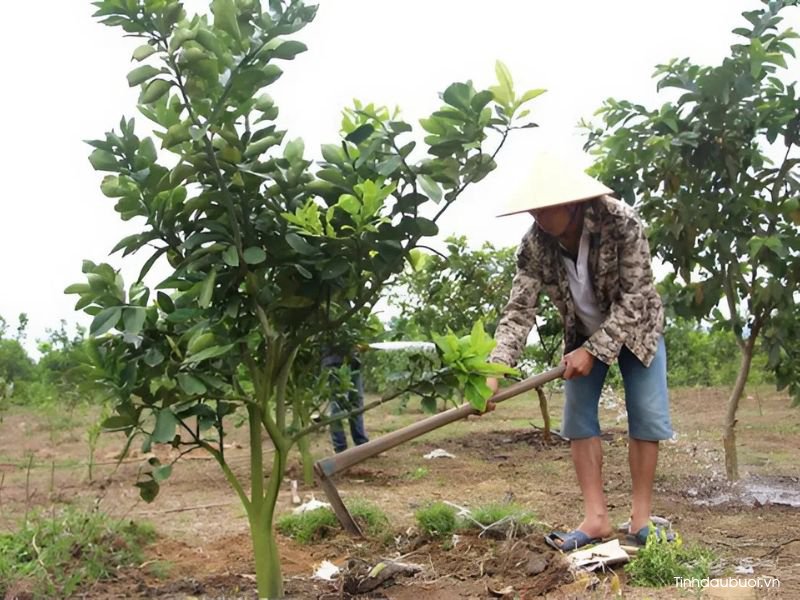 thoi vu trong buoi thich hop