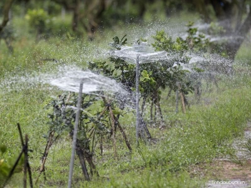 thoi vu trong buoi thich hop